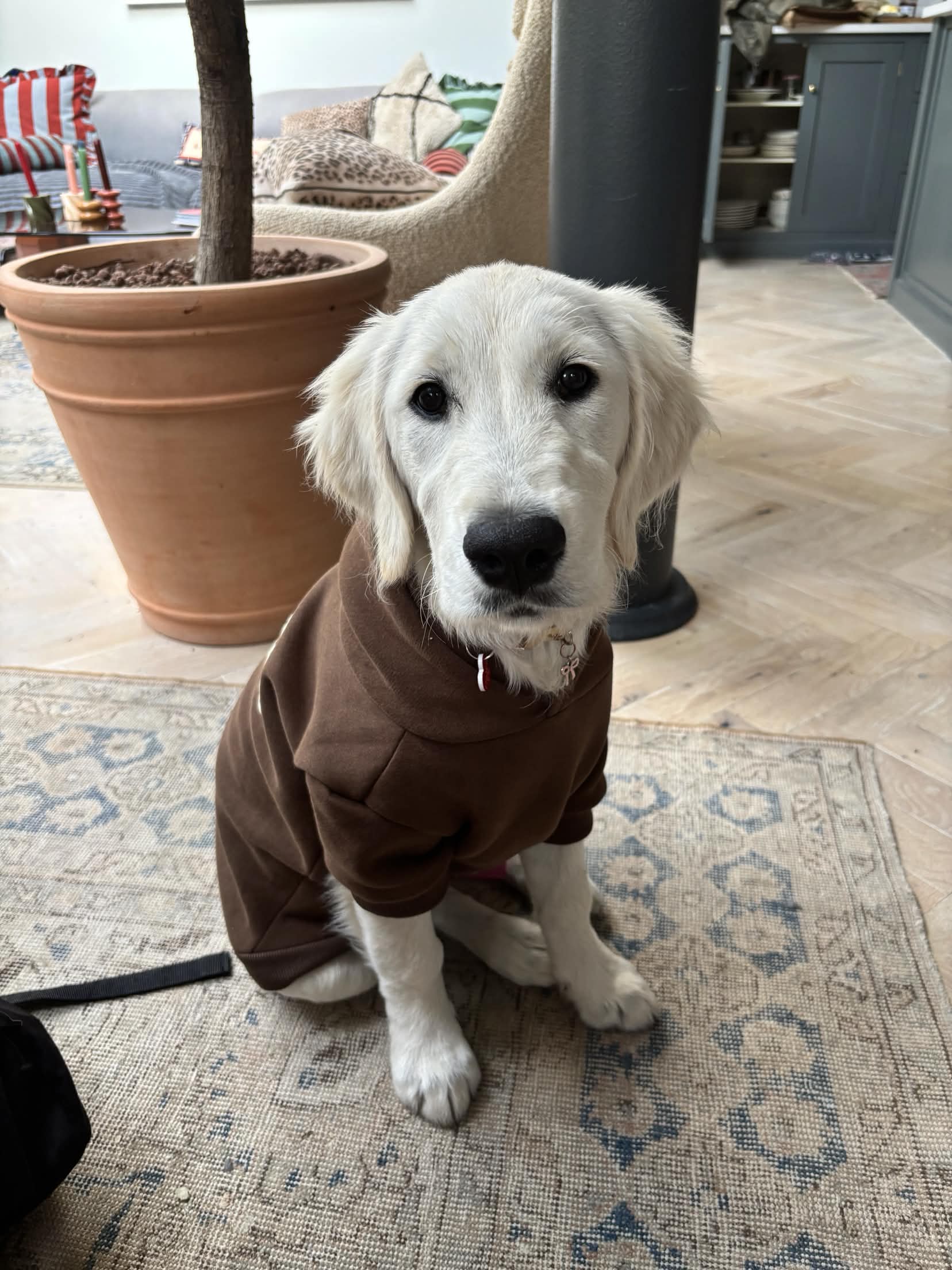 Dog